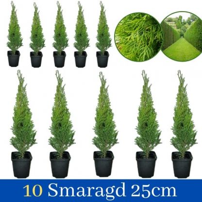 Tuja Smaragd 30cm 10 komada