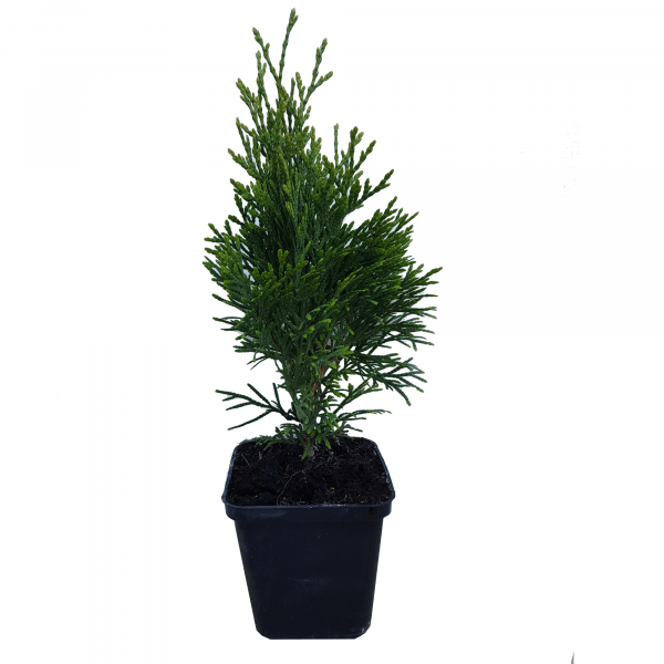 6 x Thuja Smaragd 30cm висина - Image 2