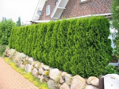 6 x Thuja Smaragd 30cm висина - Image 11