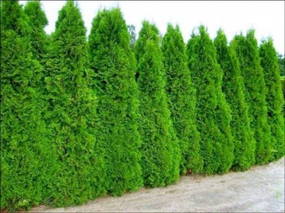 6 x Thuja Smaragd 30cm висина - Image 9