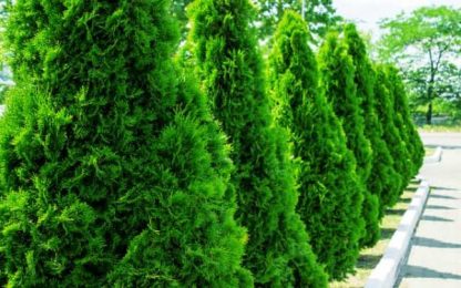 6 x Thuja Smaragd 30cm висина - Image 10