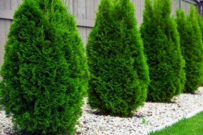 6 x Thuja Smaragd 30cm висина - Image 8